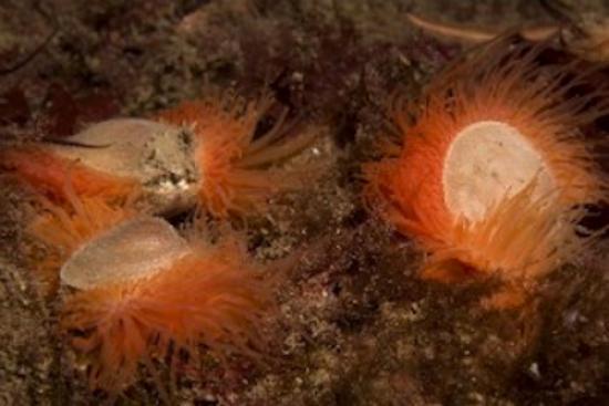 Photograph of Flame Shell Reef Discovery