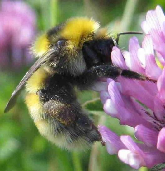 Photograph of Plight of the Bumblebee