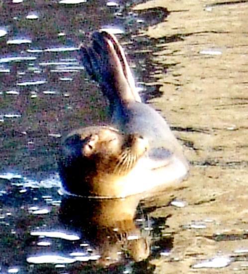 Photograph of Seal Takes In The Sights Of Wick