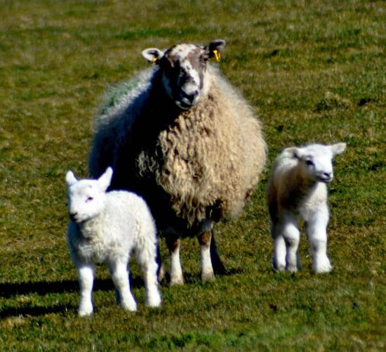 Photograph of Lambs In East Caithness