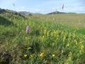 Thumbnail for article : Flower-rich grasslands - brilliant for bumblebees