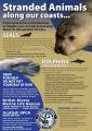Thumbnail for article : Stranded Marine Animals - Who To Call