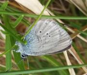 Thumbnail for article : Caithness Volunteers enhance habitat for the Small Blue butterfly