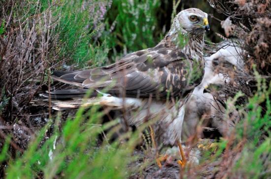 Photograph of Public asked for sightings of rare hen harriers