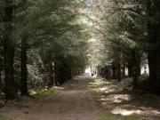 Thumbnail for article : Dunnet Forestry Trust Bids To Take Ownership Of The Forest