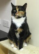 Thumbnail for article : Cat Missing From Castletown
