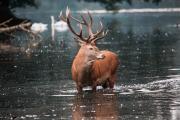 Thumbnail for article : Deer Species of the Highlands - An overview of Scottish Antlers